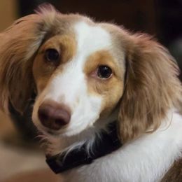 Dachshunds from Hotdog Habit of Las Vegas