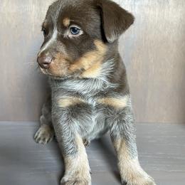 Cowboy - Blue male Australian Cattle Dog puppy in Redding, California from Cascade Cattle Dogs