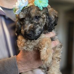 Quinn - Black tri-color female Aussiedoodle puppy in Prescott Valley, Arizona from Ramirez Family Doodles