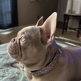 French Bulldog All Grown Up from The Frenchie Lounge