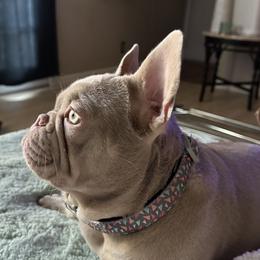 French Bulldog All Grown Up from The Frenchie Lounge