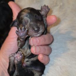 Black dapple girl 2 - Dapple female Dachshund puppy in West Plains, Missouri from Spring Creek Dachshunds