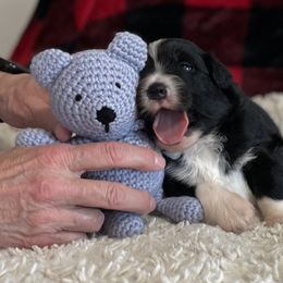 Australian Shepherd Puppies from Kelly Krew Aussies