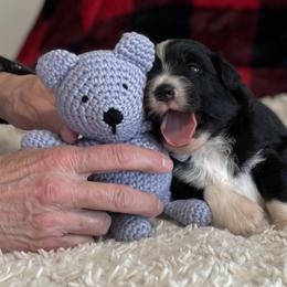 Australian Shepherd Puppies from Kelly Krew Aussies