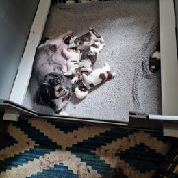 Boy 2 - Tricolor male Shih Tzu puppy in Bethlehem, Pennsylvania from Cinnamon's Shih Tzus
