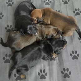 Dachshund puppies from AB Doxies