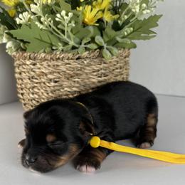 Yellow Boy - Black and tan male Yorkshire Terrier puppy in Gainesville, Georgia from Country Dog Kennels.