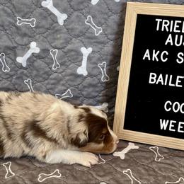 Red Merle male - Cocoa - Red merle male Australian Shepherd puppy in Cotati, California from Tried and True Aussies
