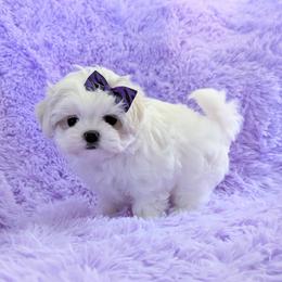 Paddington - White and lemon male Maltese puppy in Eureka, California from Bratpack Babydolls