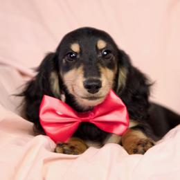 Huginn 3000dollars - Black and cream male Dachshund puppy in Crystal, Michigan from Mare-bella Dachshunds