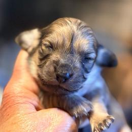 Shaded cream male - Cream male Dachshund puppy in Medina, Ohio from STORIED DOXIES