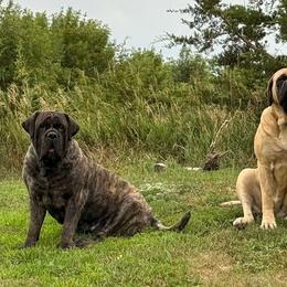 Mastiffs from 4Arrows Mastiffs