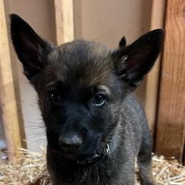 Odin - Yellow male Dutch Shepherd puppy in Sierra Vista, Arizona from KnightWatch K-9