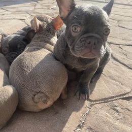 French Bulldog All Grown Up from GC Bulldogs