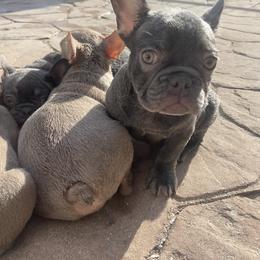 French Bulldog All Grown Up from GC Bulldogs
