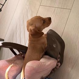 Pearl - Red female Dachshund puppy in St Johns, Arizona from Glamorous Doxies