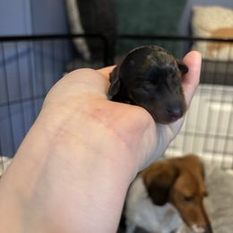 Holly Wheeler - Dapple female Dachshund puppy in Jacksonville, North Carolina from Lizzie’s Doxies