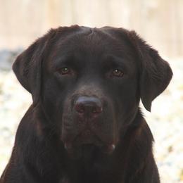 Dallas - Labrador Retriever