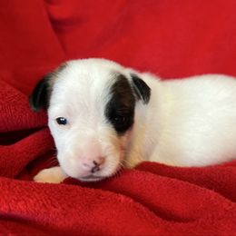 Paisley - Tri-color female Russell Terrier puppy in London, Kentucky from Norvell Kennels