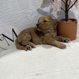 Poodle Puppies from Moore Poodles