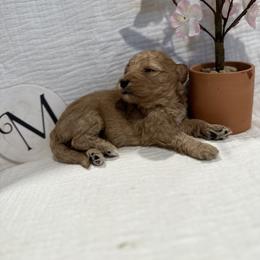 Poodle Puppies from Moore Poodles