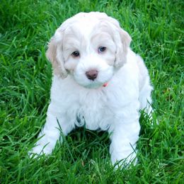 Ramen - Red male Australian Labradoodle puppy in Ferndale, Washington from Whispering Winds Australian Labradoodles