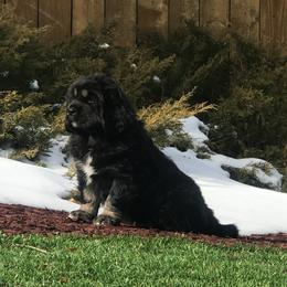 Tibetan Mastiff Puppies from Wanderlust Tibetan Mastiffs