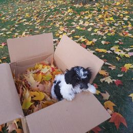 Shihpoos from Rika' Family