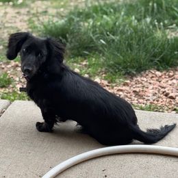 Violence - Dachshund