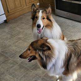 Collies from Faith Rough Collie’s