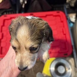 Shaded Cream Piebald Female - Piebald female Dachshund puppy in Highland Home, Alabama from Landey's Long Dogs