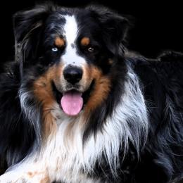Moose - Australian Shepherd