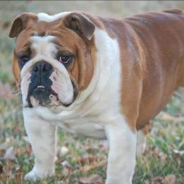 Rooster - Bulldog