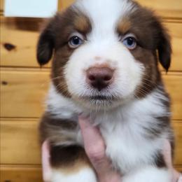 Boy 2 - Red tri male Miniature Australian Shepherd puppy in Hampton, Tennessee from TC Farms Stock Dogs - Miniature Australian Shepherds