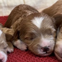Charlotte - Red  female Goldendoodle puppy in Bountiful, Utah from Red Brick Doodles