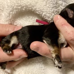 Maltipoo, Morkie, and Yorkipoo Puppies from Danza Bolo