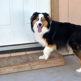 Molly - Australian Shepherd