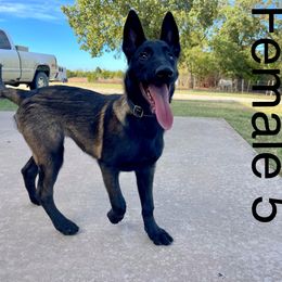 Belgian Malinois Puppies from Vandergriff Malinois