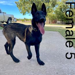 Belgian Malinois Puppies from Vandergriff Malinois