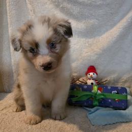 Egun - Red merle male Australian Shepherd puppy in Athol, Idaho from ShorDu