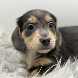 Cupid  AKC Limited - Blue and cream male Dachshund puppy in Bartlesville, Oklahoma from OkieDokieDox