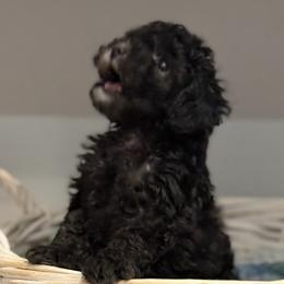 AKC Silver toy male - Silver male Poodle puppy in Quincy, Florida from Always Best Kennels, Inc