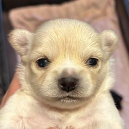 Elijah - Cream male Chihuahua puppy in Lake George, New York from Moonhill Chihuahuas