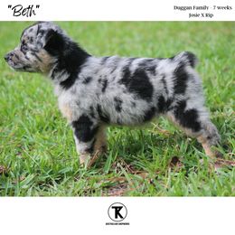 Australian Shepherd, Miniature American Shepherd, Miniature Australian Shepherd, and Toy Australian Shepherd Puppies from TK Standard, Mini, & Toy Aussies