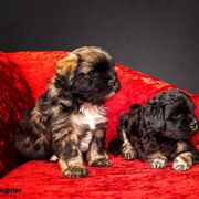 Greater Swiss Mountain Dog and Lowchen Puppies from Cambio Canines