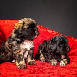 Greater Swiss Mountain Dog and Lowchen Puppies from Cambio Canines