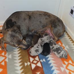 Dachshund Puppies from Rolling S Ranch Doxies