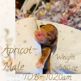 Apricot boy - Red male Cockapoo puppy in Demorest, Georgia from Royal Cockapoo Playhouse