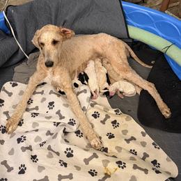 Goldendoodle Puppies from Dana Walters