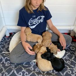 Goldendoodle and Sheepadoodle Puppies from Dewey Doodles